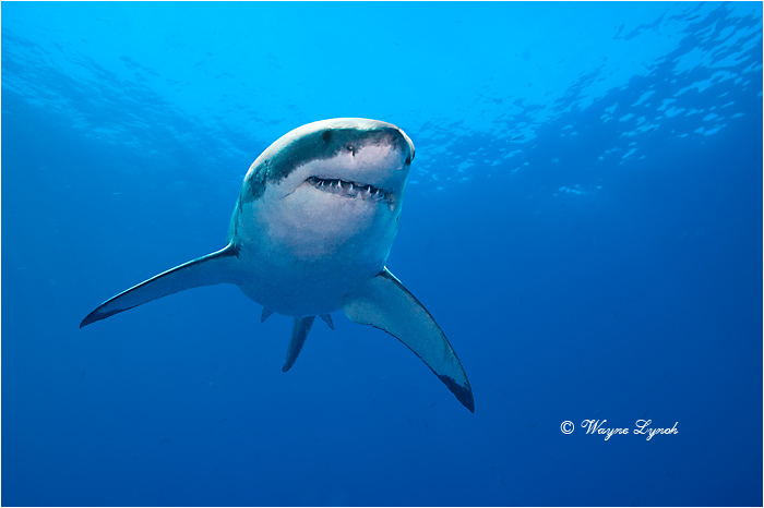 Great White Shark 133 by Dr. Wayne Lynch &copy;