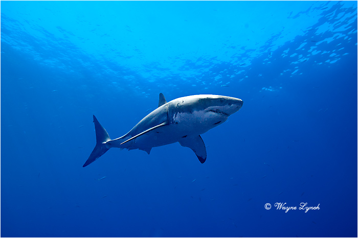 Great White Shark 108 by Dr. Wayne Lynch &copy;
