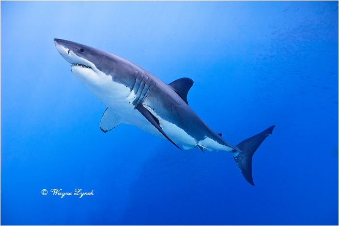 Great White Shark 109 by Dr. Wayne Lynch &copy;