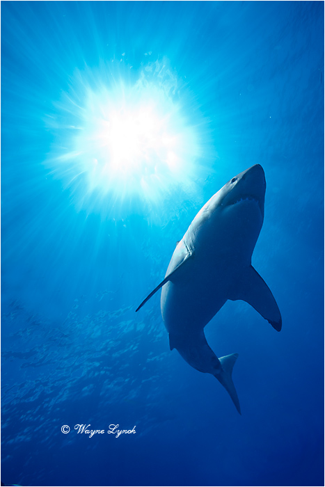 Great White Shark 131 by Dr. Wayne Lynch &copy;