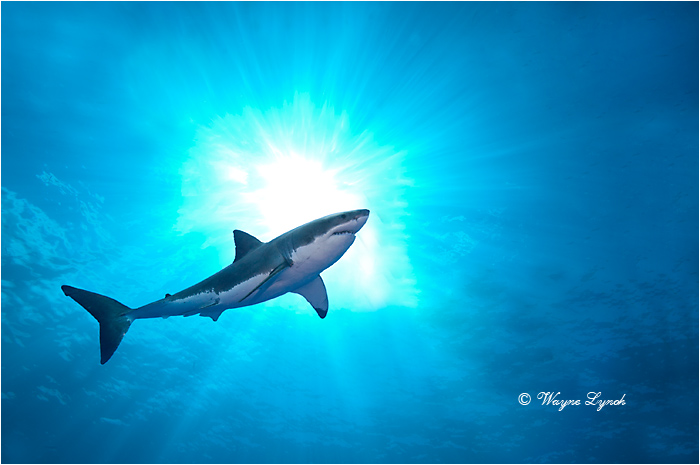 Great White Shark 114 by Dr. Wayne Lynch &copy;