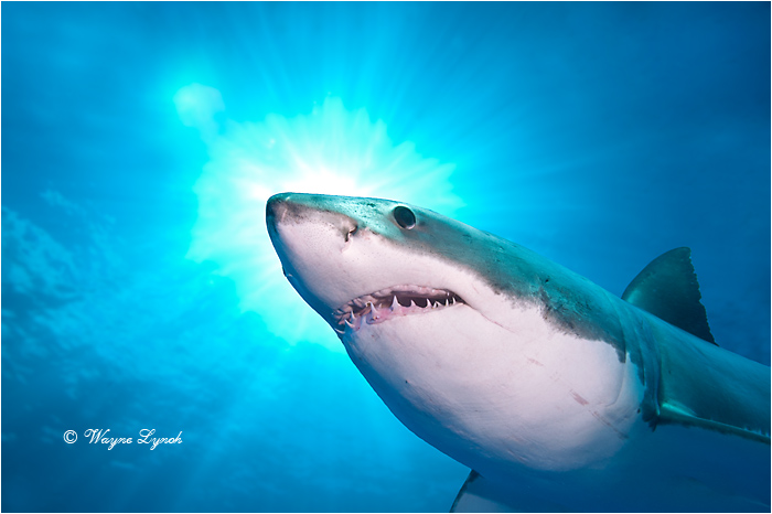 Great White Shark 113 by Dr. Wayne Lynch &copy;