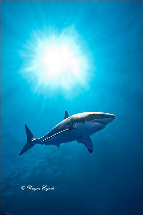 Great White Shark 115 by Dr. Wayne Lynch &copy;