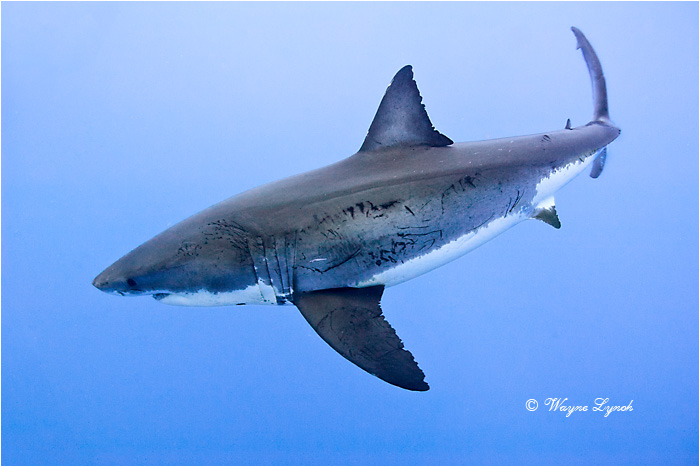 Great White Shark 129 by Dr. Wayne Lynch &copy;