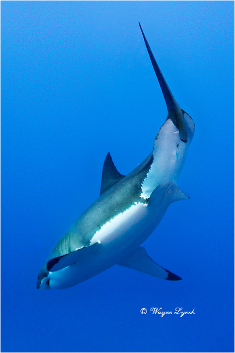 Great White Shark 130B by Dr. Wayne Lynch &copy;