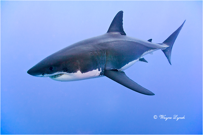 Great White Shark 117 by Dr. Wayne Lynch &copy;