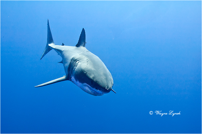 Great White Shark 104 by Dr. Wayne Lynch &copy;