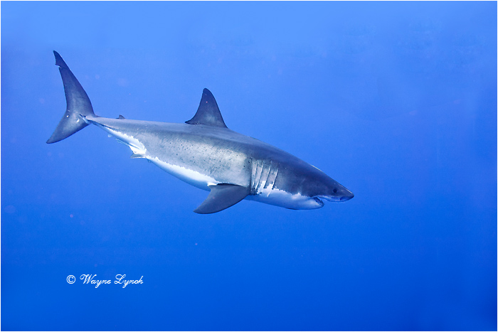 Great White Shark 110 by Dr. Wayne Lynch &copy;