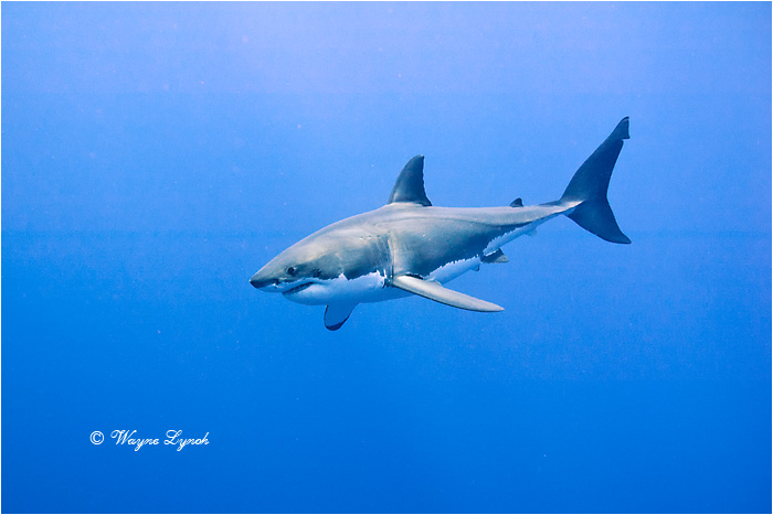 Great White Shark 111 by Dr. Wayne Lynch &copy;