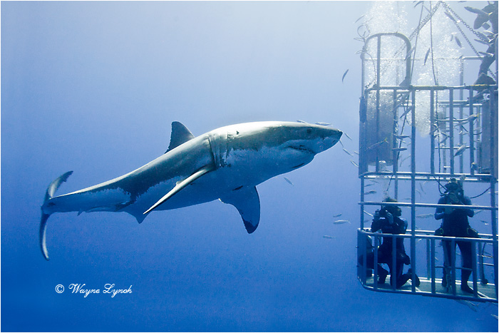 Cage Diving with Great White Sharks 102 by Dr. Wayne Lynch &copy;