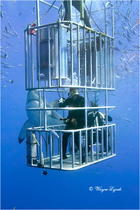 Cage Diving with Great White Sharks 106 by Dr. Wayne Lynch &copy;